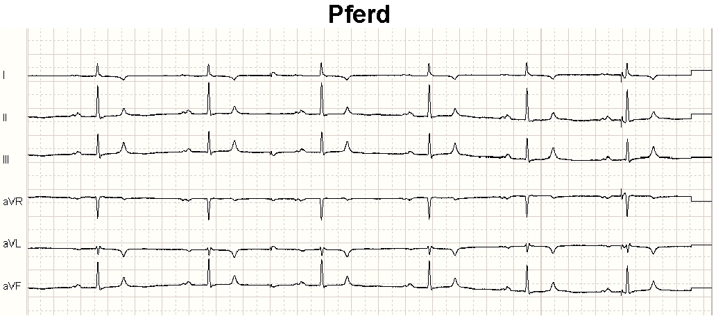 Ein gemäß der drei EKG-Ableitungsmethoden von Einthoven (I, II, III) sowie von Goldberger (aVR, aVL, aVF) gemessenes EKG-Signal bei einem männlichen Pferd.